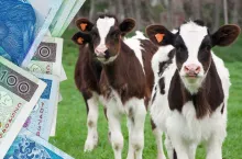 Będą dotacje na zakup zwierząt? Ministerstwo rolnictwa odpowiada