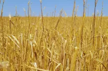 Ubezpieczenia upraw w Osadkowski