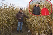 Suchsze ziarno i większy zysk? Rolnicy testują nowe odmiany kukurydzy