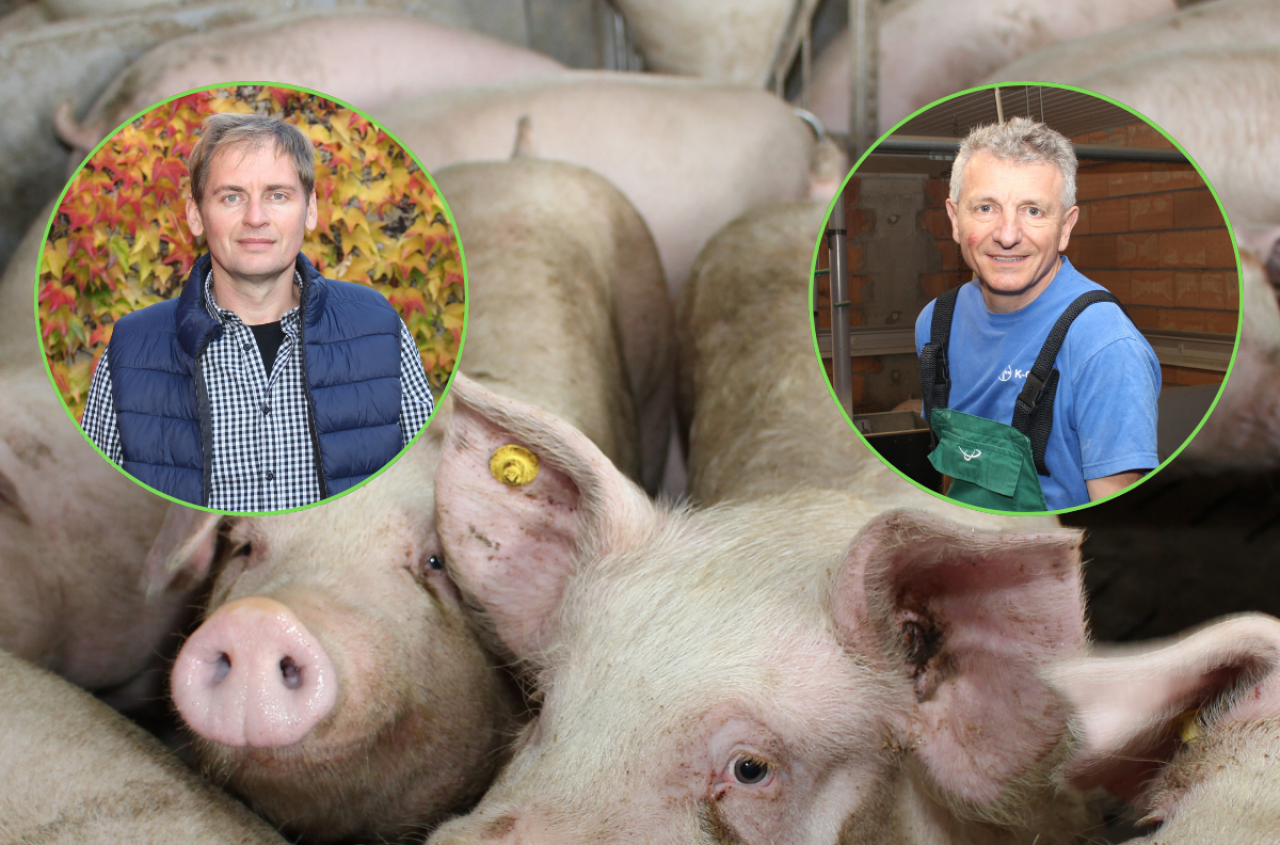 Świnie pod presją. Co dalej z cenami tuczników w Polsce?