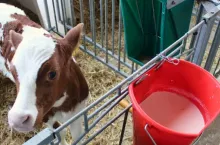 Podasz 2 dawki siary w 6 godzin? Krowa da nawet 1000 litrów mleka więcej 