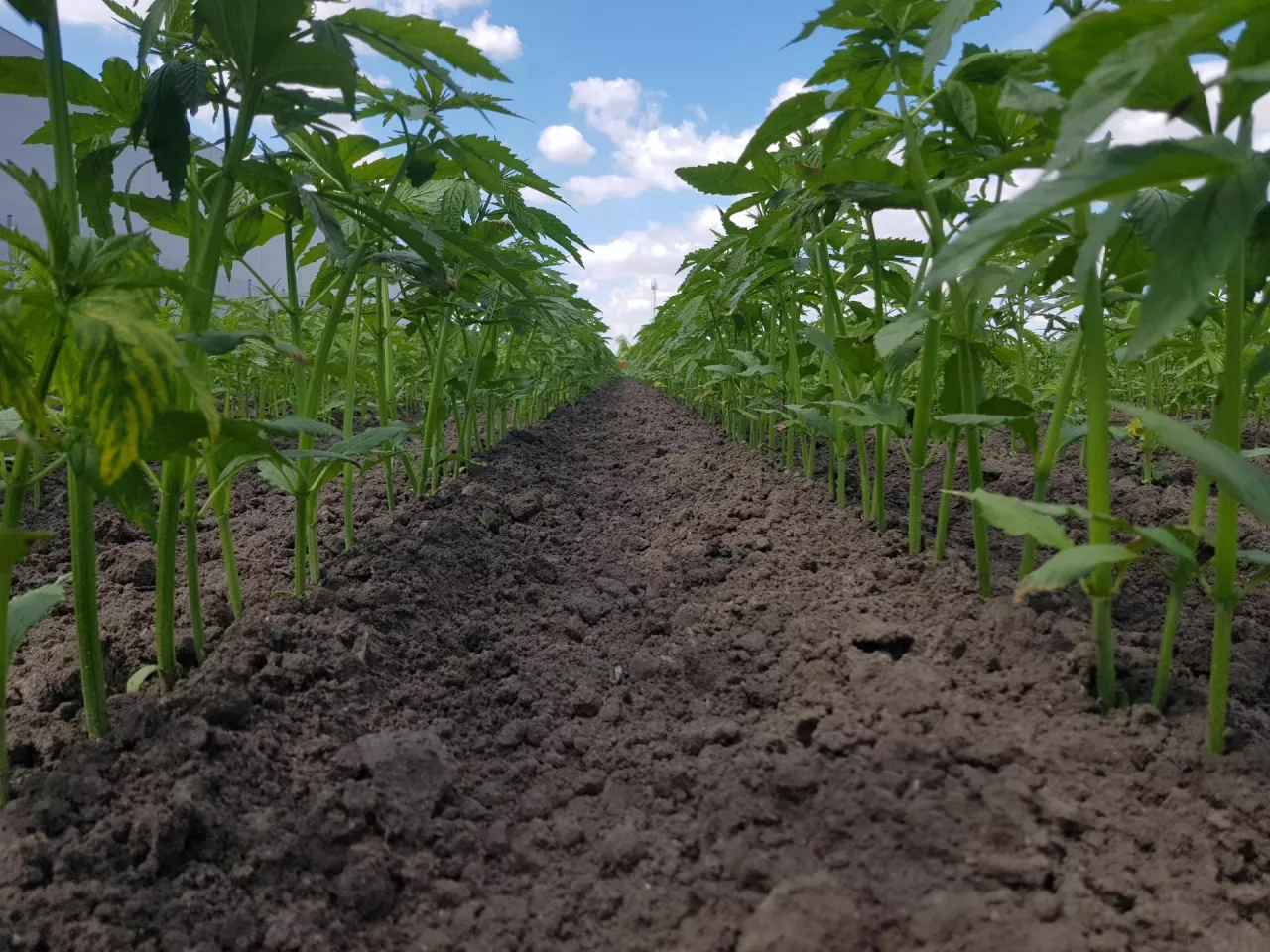 Rolnicy zarabiają na konopiach. Zielone złoto wraca na polskie pola