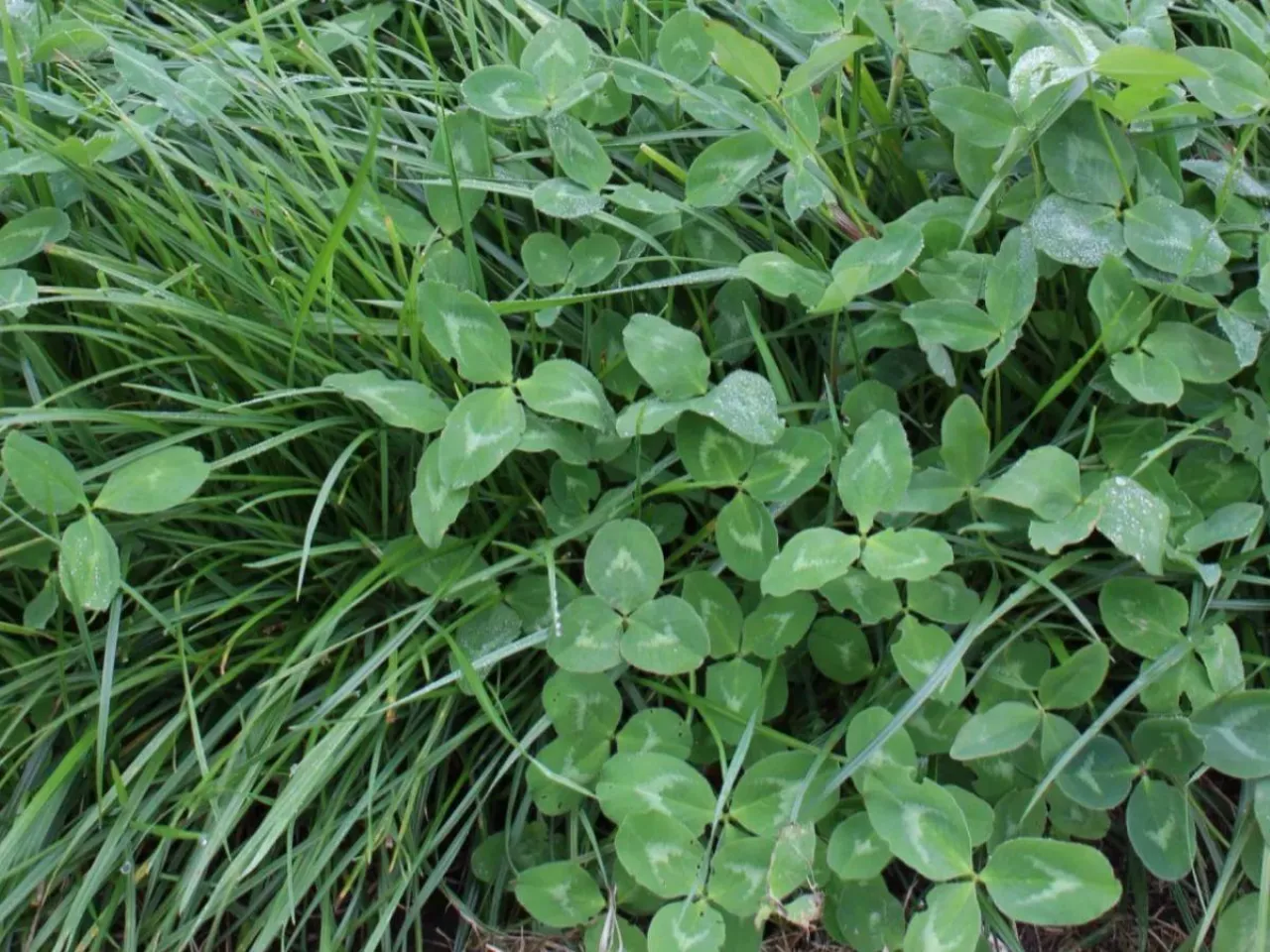 Jesień zdecyduje o plonach traw. Jeden błąd może zniszczyć pierwszy pokos