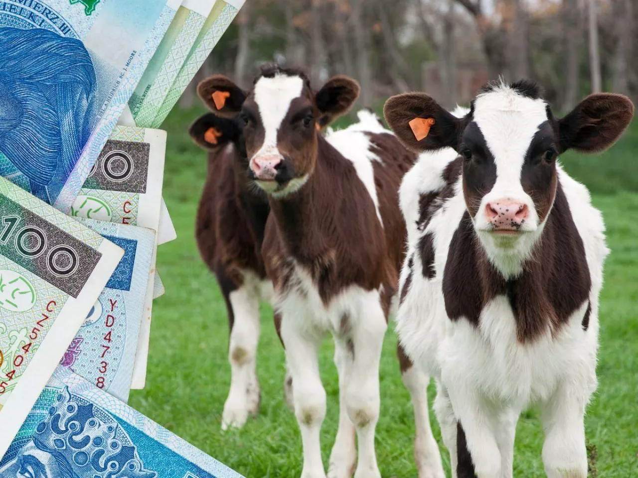 Będą dotacje na zakup zwierząt? Ministerstwo rolnictwa odpowiada