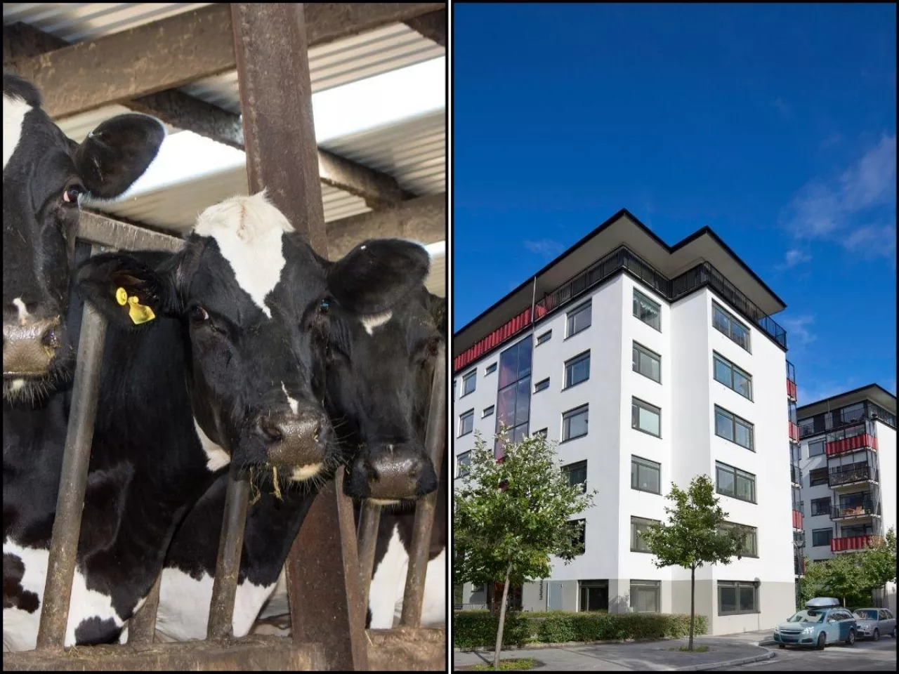 Blok przy oborze? Protest w sprawie rolnika z Łomży