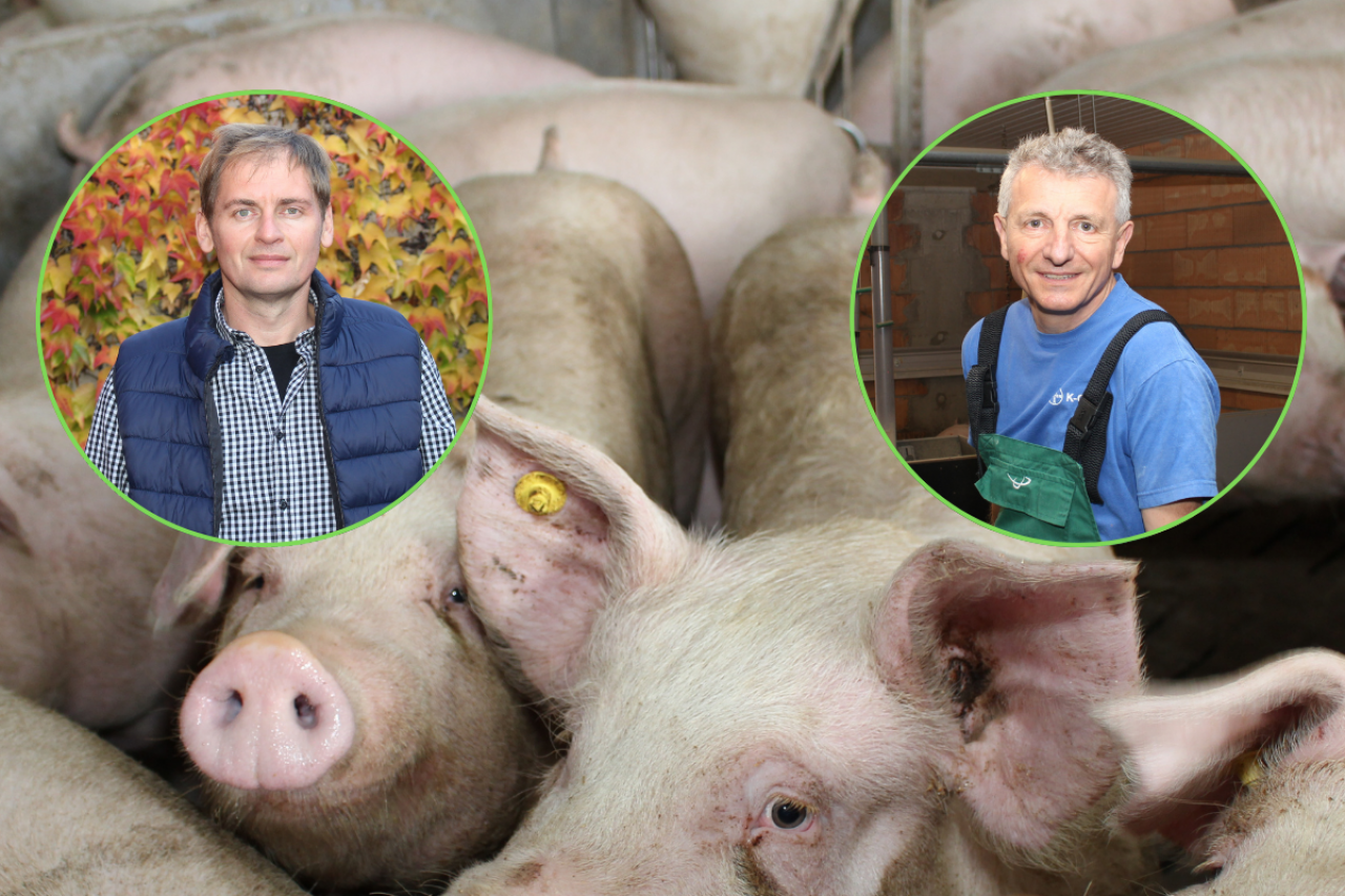 Janusz Wojtczak i Wojciech Styburski o sytuacji na polskim rynku tuczników