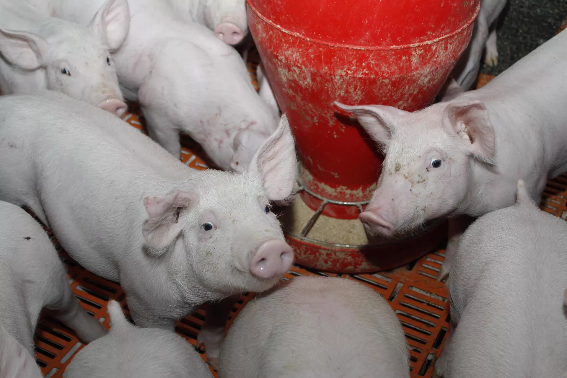 Import prosiąt wzrósł o 5000 proc. Polska uzależniła się od jednego kraju