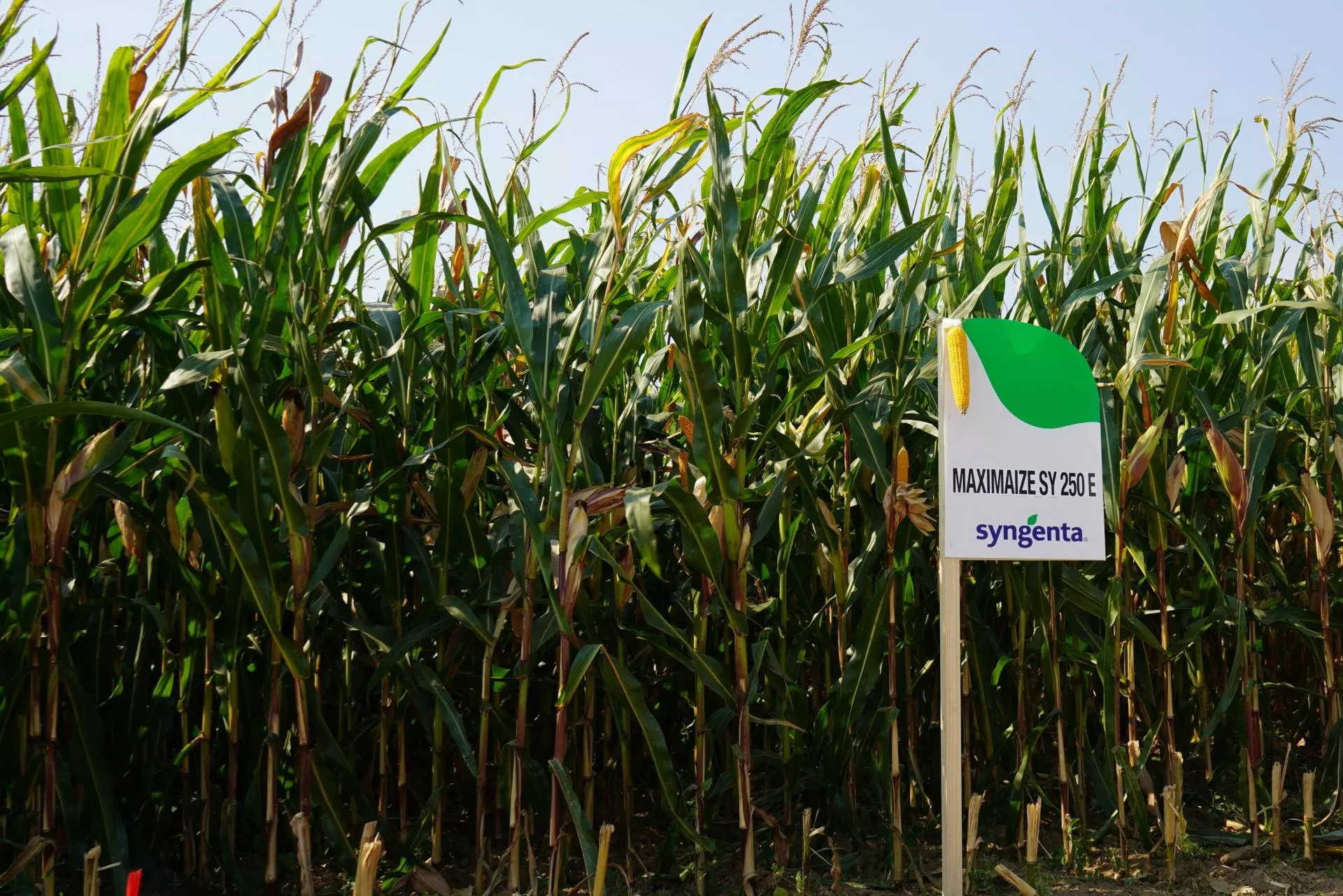 Nowe odmiany kukurydzy od Syngenty. Które dają najlepszy plon?