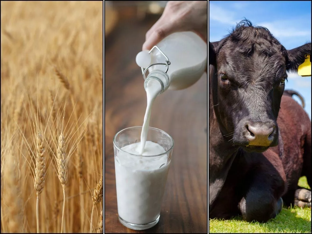 GUS: ceny skupu wzrosły o 10 proc. Rolnicy mogą być zaskoczeni