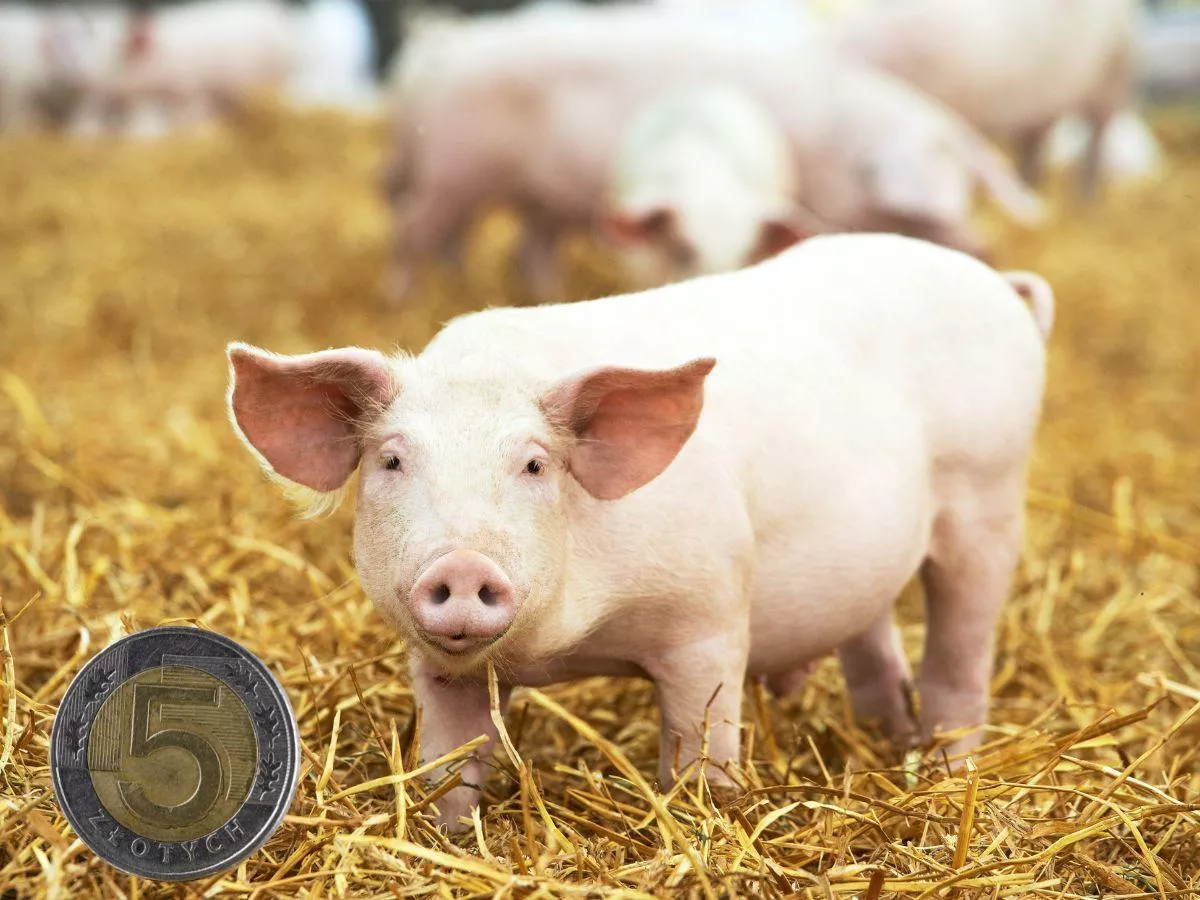 Prosiaki tańsze choćby o 40 zł/szt. Jakie są aktualne ceny? [SONDA]