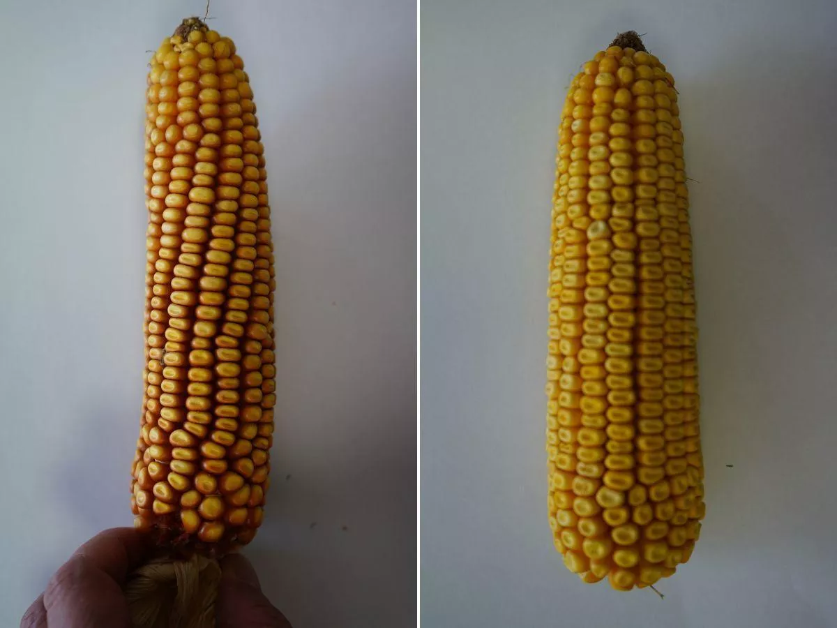 Dlaczego rzędy kukurydzy czasem skręcają? Rolnicy mają zagadkę