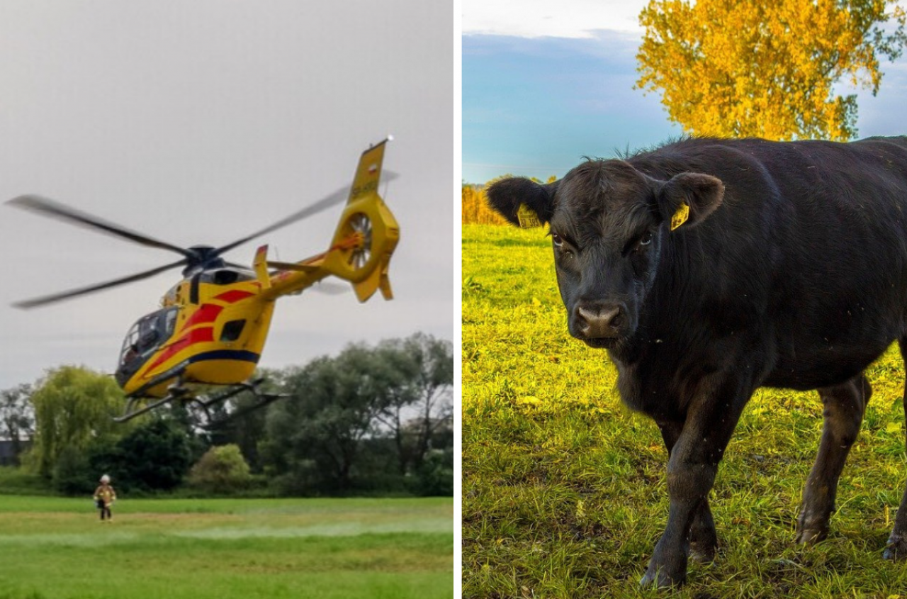 Krowa kopnęła rolniczkę. Interweniował helikopter LPR