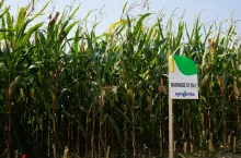 Mieszanka 3-odmianowa zmienia się i jest doskonalona. W ub.r. proponowana była Maximize SY 250 E, na przyszły sezon wchodzi Maximize SY 260 E