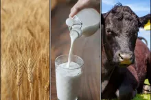 pszenica, mleko, bydło
