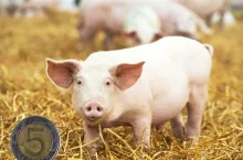 Ceny prosiąt na koniec października 2025