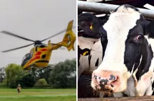 Krowa kopnęła rolniczkę. Interweniował helikopter LPR