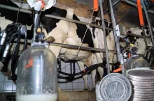 Mleko po 1,35 zł/l… z dowozem z Francji