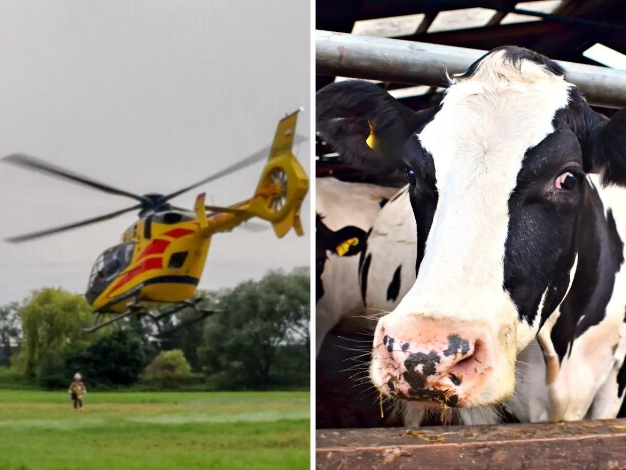 Krowa kopnęła rolniczkę. Interweniował helikopter LPR