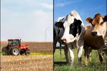 pole, traktor, krowy