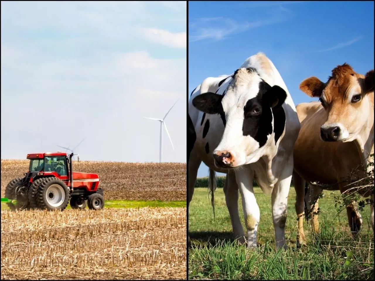 pole, traktor, krowy