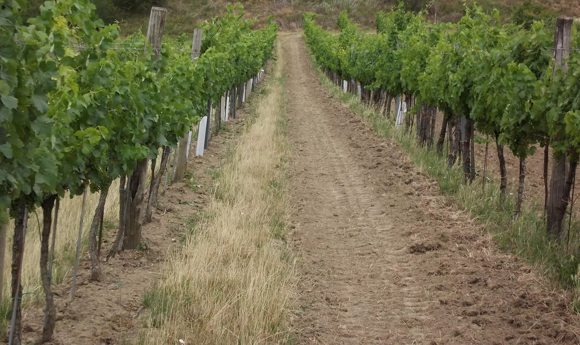 Winogrona w ogrodzie? Klimat im sprzyja. Sprawdź, jakie odmiany sadzić