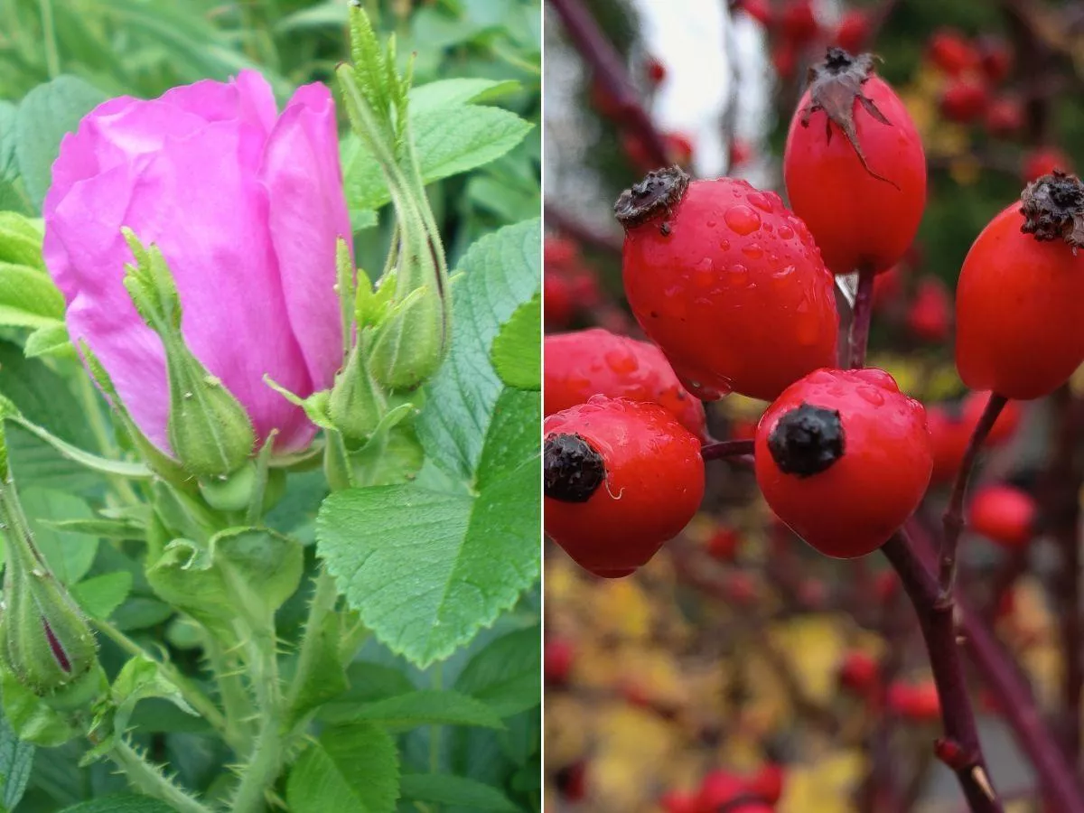 Jak sadzić różę owocową jesienią? Praktyczny poradnik dla ogrodników