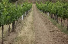 Nawet niewielki kawałek gruntu można przeznaczyć pod winnicę