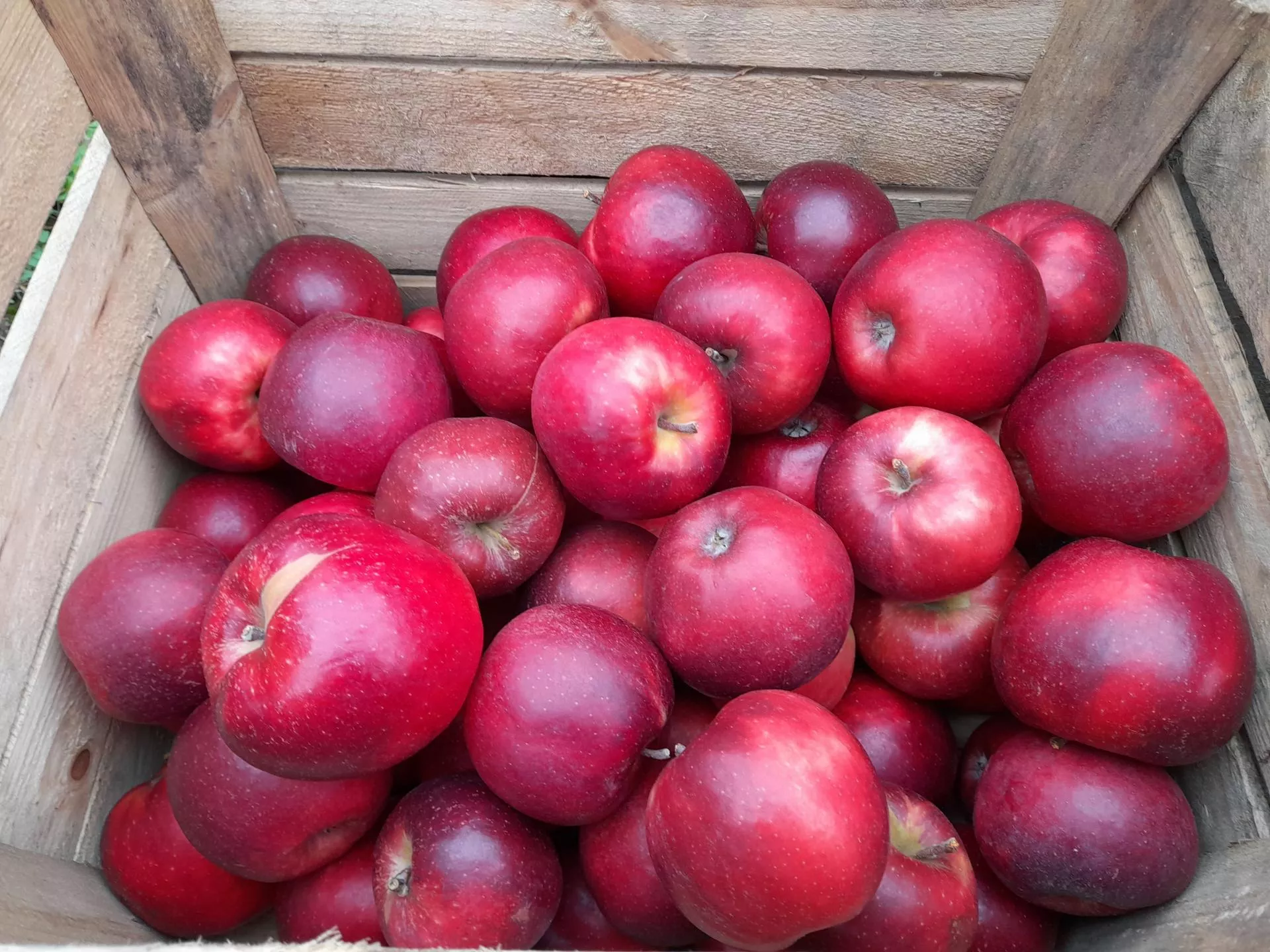 Jak rozpoznać choroby jabłek w przechowalni? Krótki przewodnik