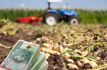 pole z ziemniakami, banknoty po lewej na dole, w oddali traktor