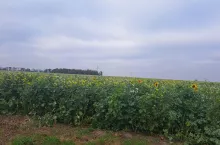 Ekoschematy 2025: rolnicy muszą spełnić ważny obowiązek. Inaczej stracą dopłaty