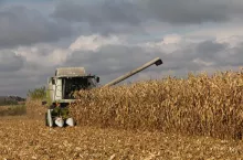 Kombajn zbiera kukurydzę na polu