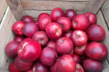 Jabłka przeznaczone do przechowania muszą być suche, zdrowe, bez śladów uszkodzeń i układane w czystych skrzynkach