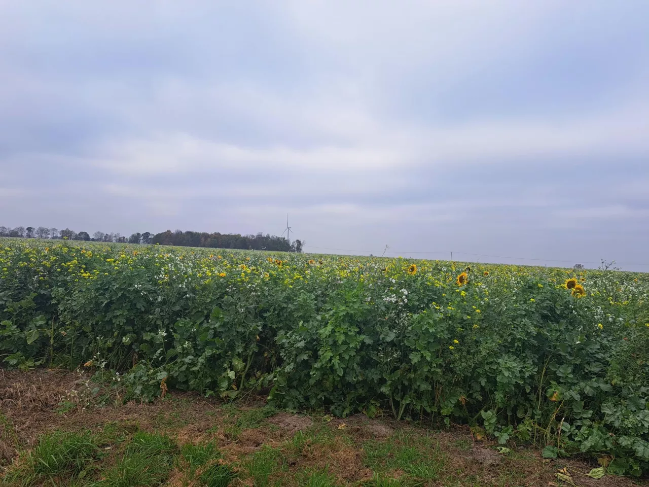 Ekoschematy 2025: rolnicy muszą spełnić ważny obowiązek. Inaczej stracą dopłaty