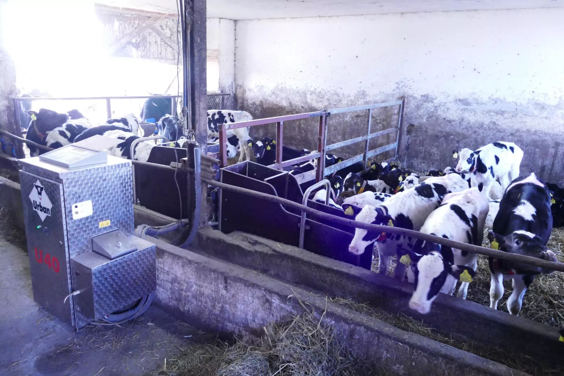 Automaty do pojenia cieląt nie tylko karmią. Wykrywają też chorobę