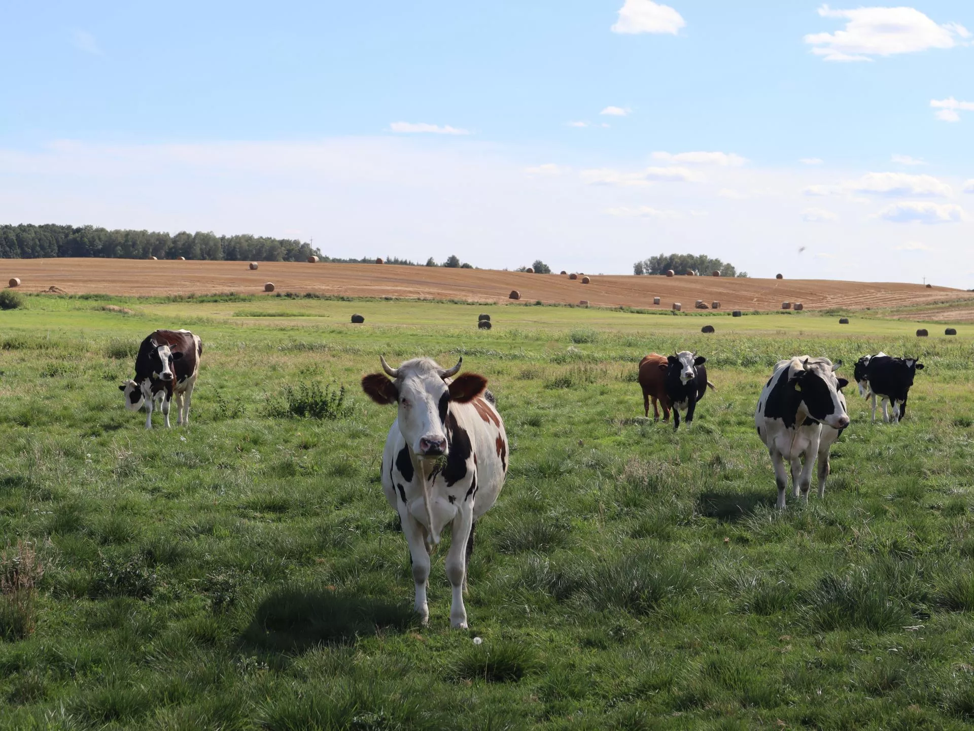 Krowy zniszczyły pole sąsiada. Jaka kara grozi rolnikowi?