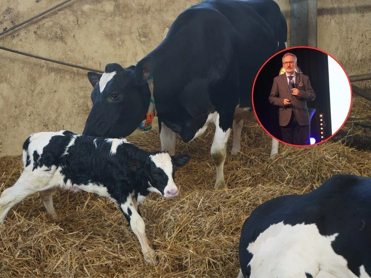 Prof. Kowalski zdradza 5 zasad, jak uniknąć chorób metabolicznych u krów mlecznych