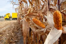 Kukurydza zbiór na ziarno 