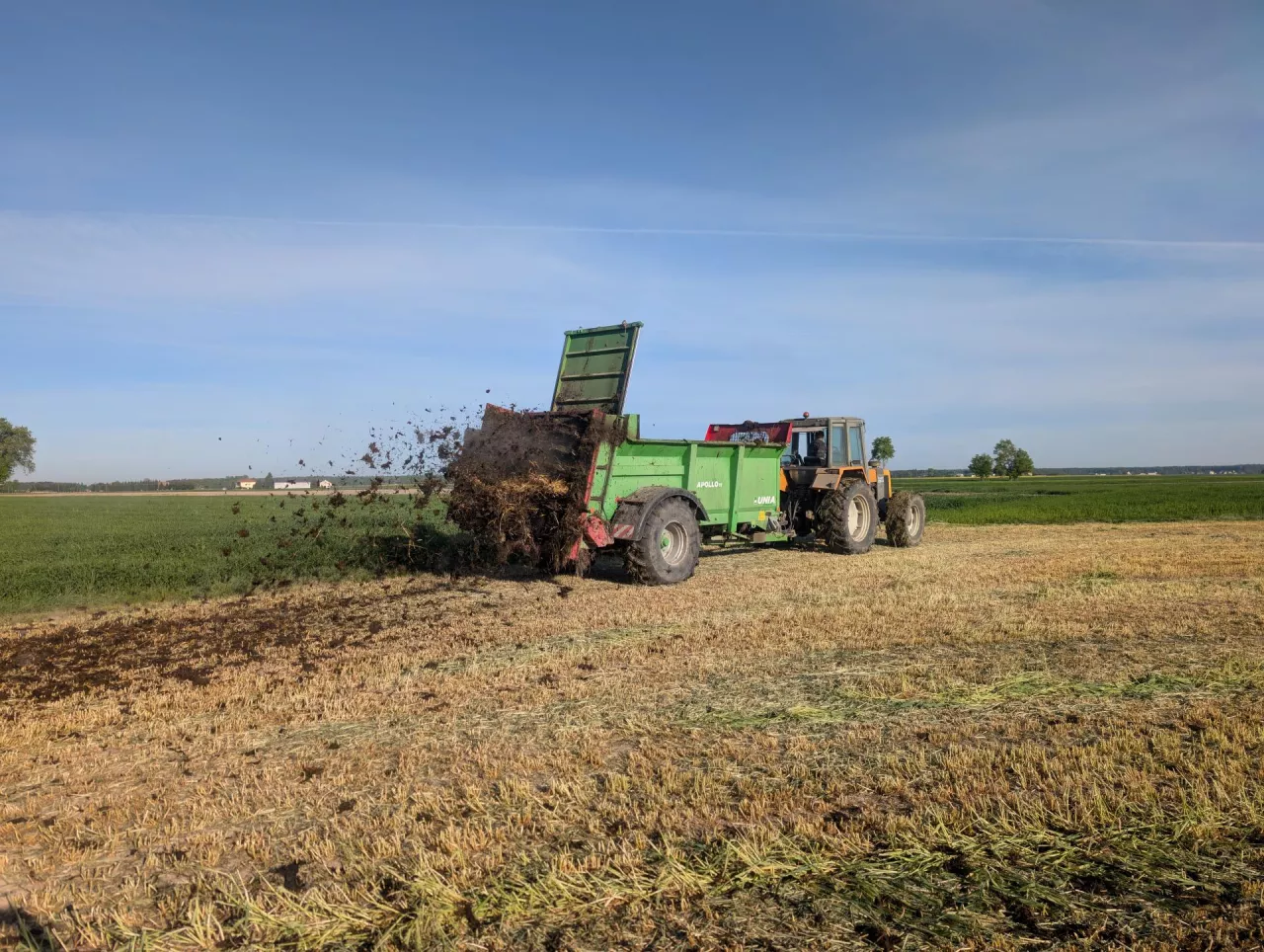 Ciągnik z rozrzutnikiem rozrzucający obornik