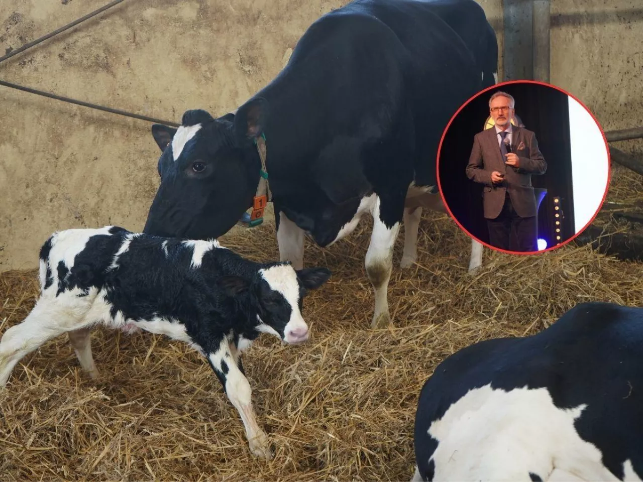 Prof. Kowalski zdradza 5 zasad, jak uniknąć chorób metabolicznych u krów mlecznych