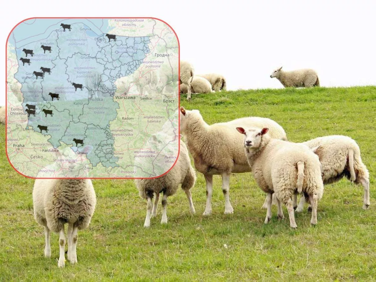 Wirus przeskoczył na owce. Teraz straty mogą być o wiele większe