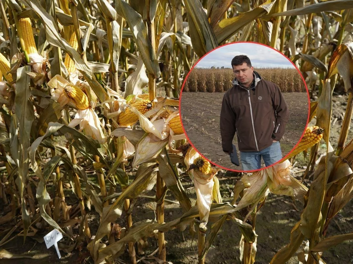 Czarodziejskie koło kukurydzy. Rolnicy sprawdzili, przy jakiej obsadzie plon jest najlepszy