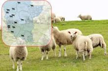 niebieski język, owce