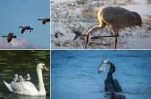 Projekt ustawy o odszkodowaniach za szkody wyrządzone przez dzikie ptactwo
