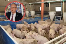 zwierzęta, produkcja świń jagiełłowicz