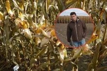 Czarodziejskie koło kukurydzy. Rolnicy sprawdzili, przy jakiej obsadzie plon jest najlepszy