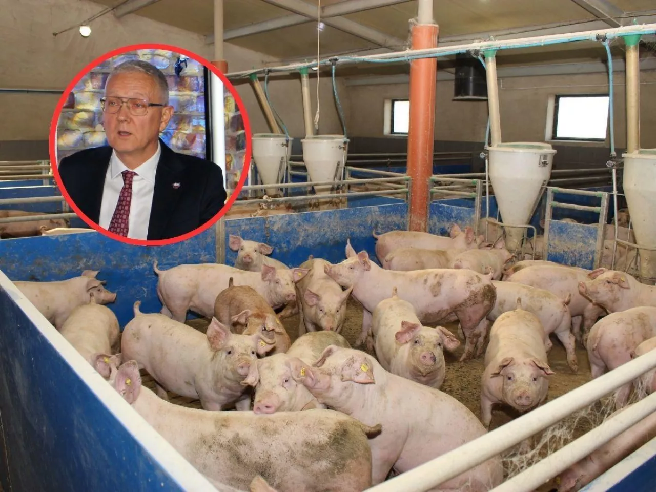 zwierzęta, produkcja świń jagiełłowicz