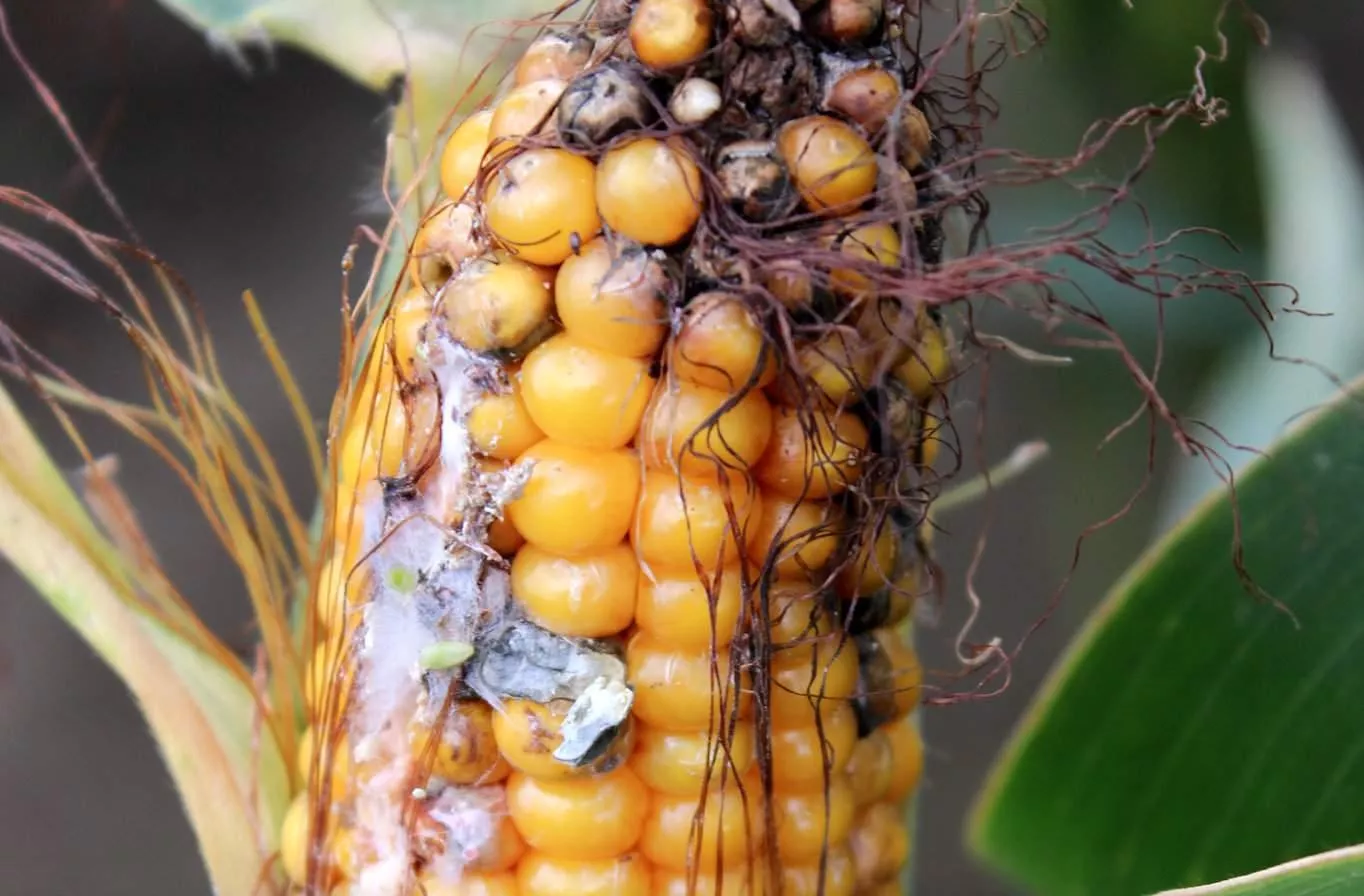 Wilgoć sprzyja grzybom. Jak chronić pasze przed mykotoksynami po trudnych żniwach?