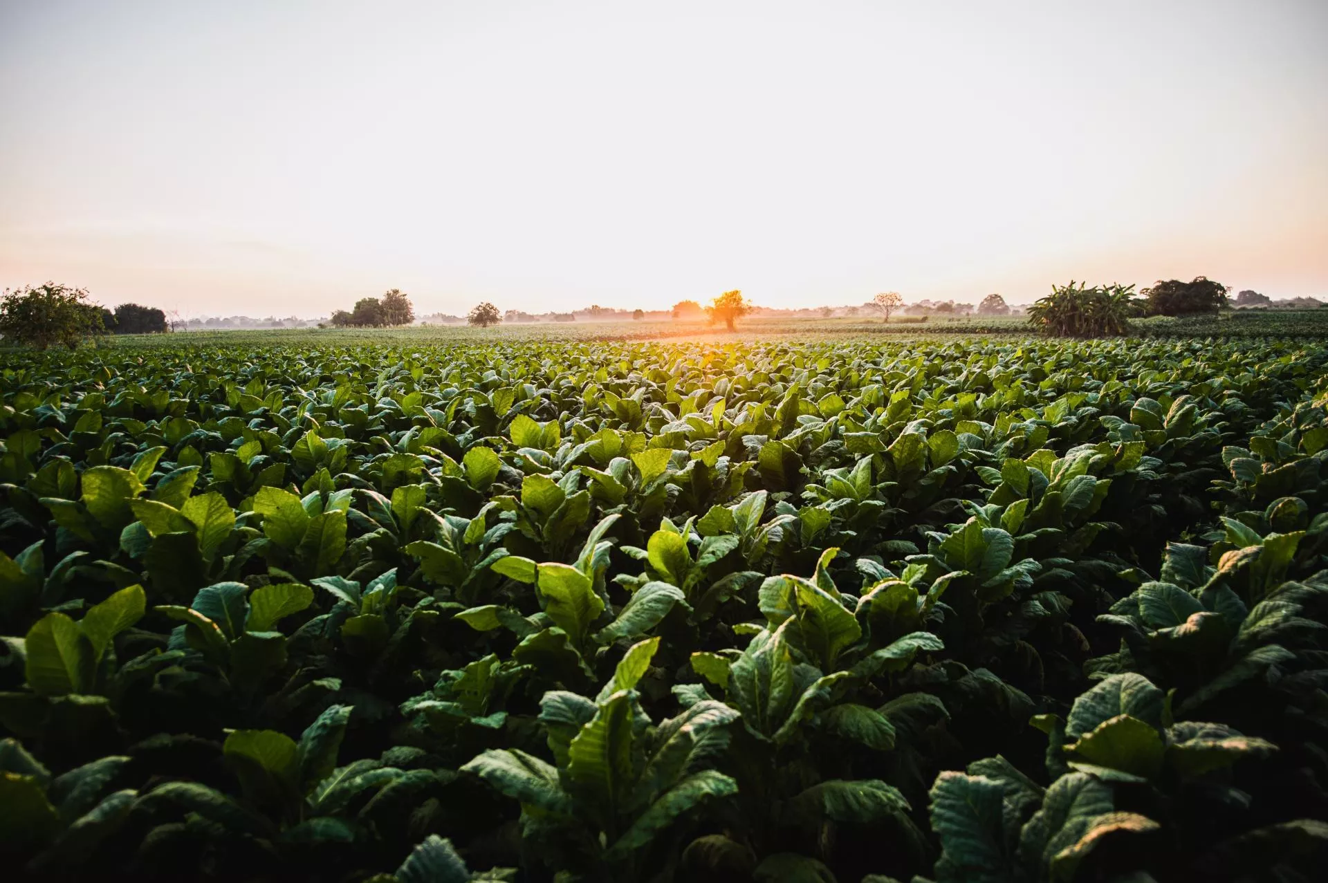 Rolnicy wychodzą na ulice: 3 listopada manifestacja w Warszawie