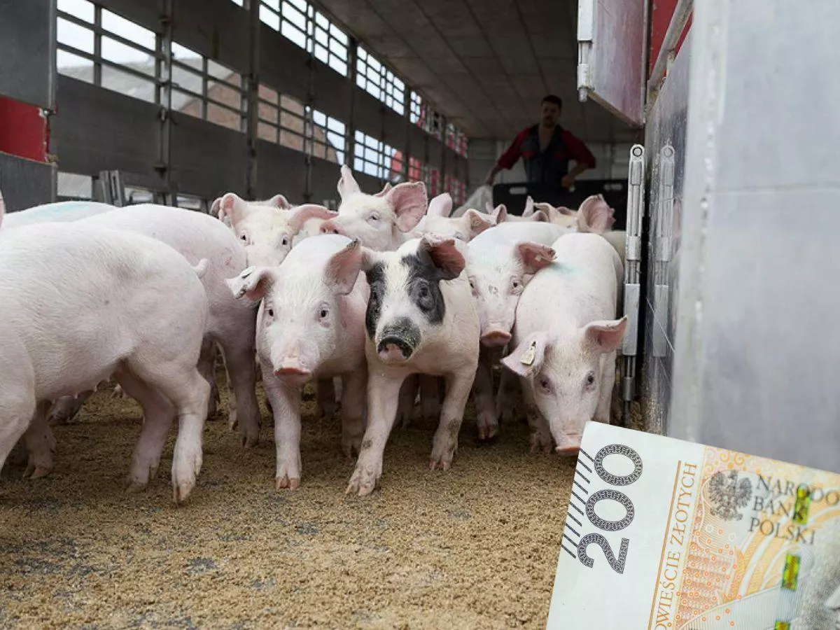 Ile kosztują prosięta? choćby do 330 zł za sztukę [SONDA]