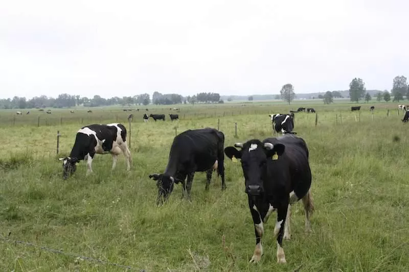 Rynek mleka się odwrócił. Kto dziś rządzi, a kto spadł z podium?